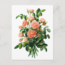 Botanisk Rosa Peony Bokeh Vykort