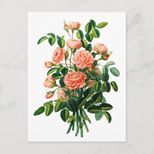 Botanisk Rosa Peony Bokeh Vykort