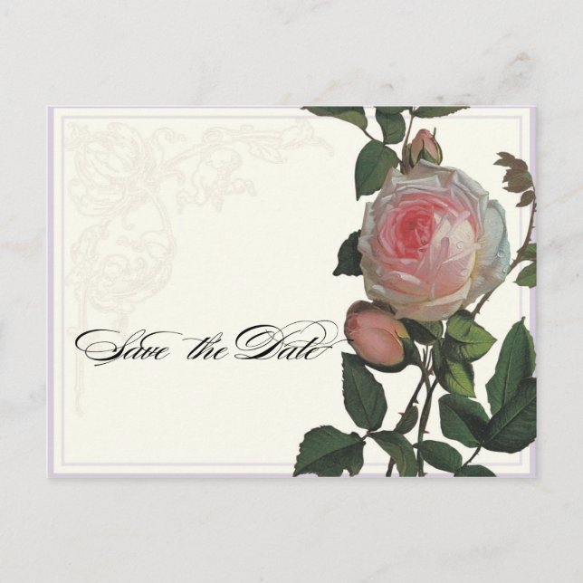 Botanisk rosa ros, lila spara dateravykortet meddelande vykort (Framsida)