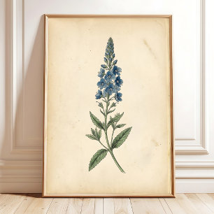Botanisk Speedwell Vintage Väggkonst
