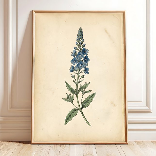 Botanisk Speedwell Vintage Väggkonst (Skapare uppladdad)