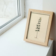 Botanisk studieaffisch