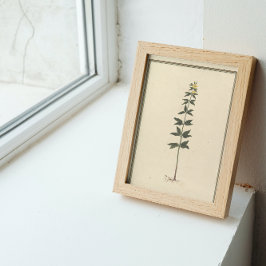 Botanisk studieaffisch poster
