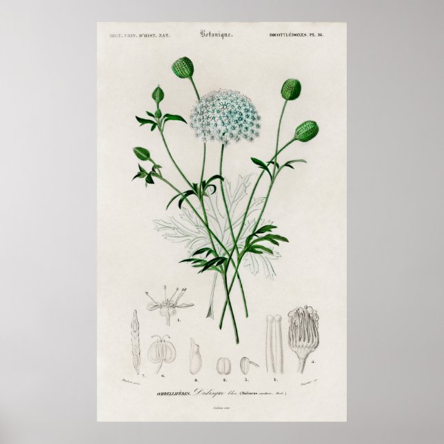 Botanisk trädgård blå vildblomma illustration poster (Framsidan)