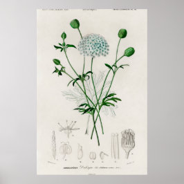 Botanisk trädgård Blå vildblomma illustration Poster