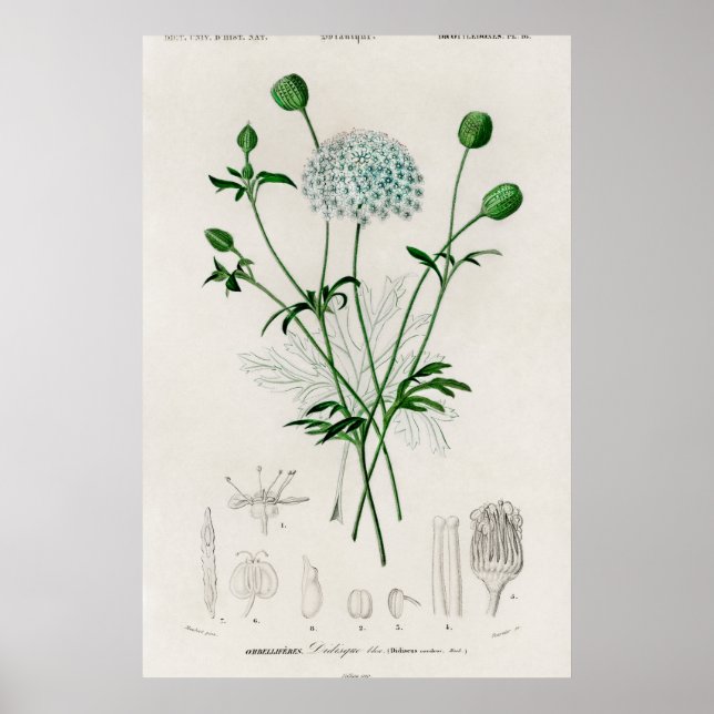 Botanisk trädgård Blå vildblomma illustration Poster (Framsidan)