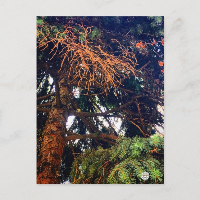 botanisk trädgårdsväxt gräs träd vykort (Framsida)