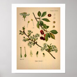 Botanisk utskrift av körsbär poster