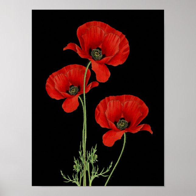 Botanisk utskrift av vintage Red Poppies Poster (Framsidan)