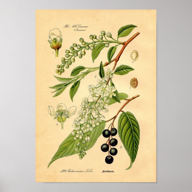 Botanisk utskrift - Bird Cherry (Padus avium) Poster (Framsidan)