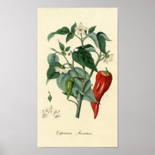 Botanisk utskrift - Chili - Capsicum Årum Poster