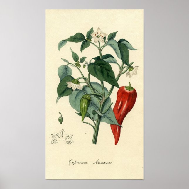 Botanisk utskrift - Chili - Capsicum Årum Poster (Framsidan)