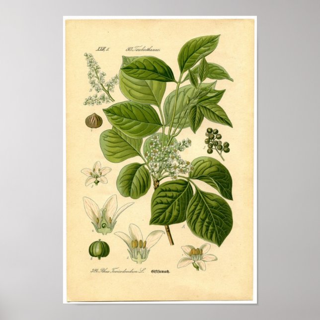 Botanisk utskrift - Fängelgift (Toxicodendron) Poster (Framsidan)