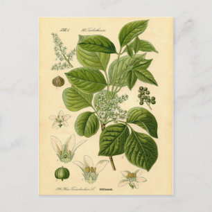 Botanisk utskrift - Fängelgift (Toxicodendron) Vykort