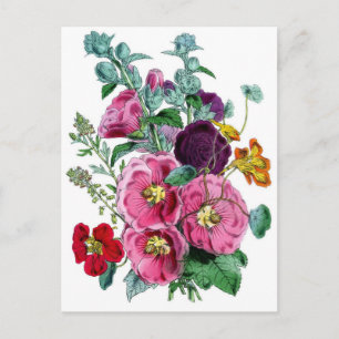 Botanisk utskrift - Hollyhocks & Ro Vykort