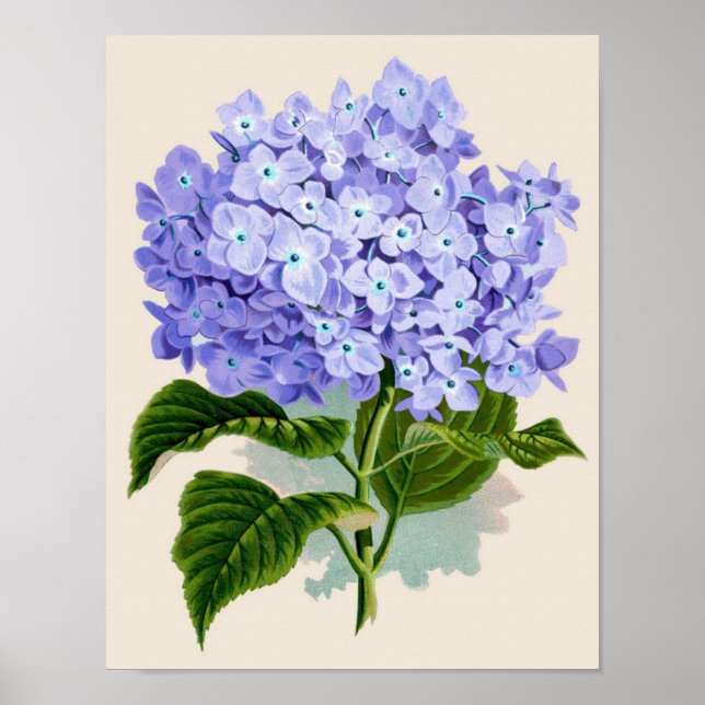 Botanisk utskrift - Hydrangea Poster (Framsidan)