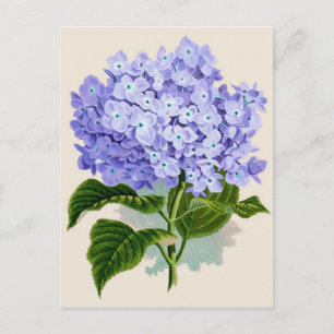 Botanisk utskrift - Hydrangea Vykort