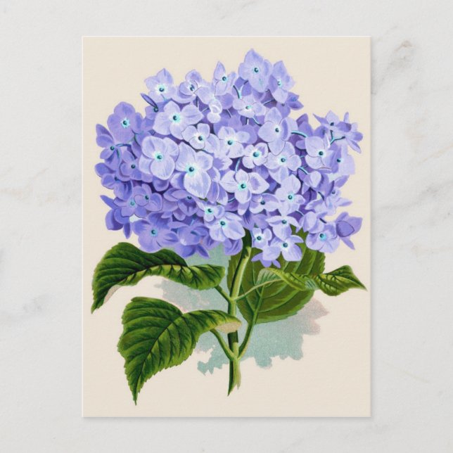 Botanisk utskrift - Hydrangea Vykort (Framsida)