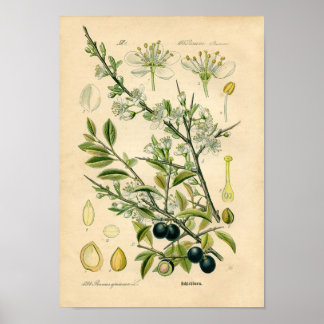 Botanisk utskrift - långsam (Prunus spinosa) Poster