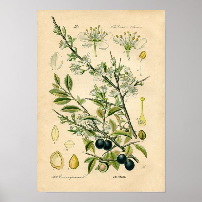 Botanisk utskrift - långsam (Prunus spinosa) Poster (Framsidan)