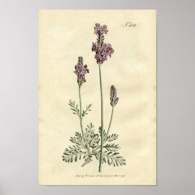 Botanisk utskrift - lavender poster (Framsidan)