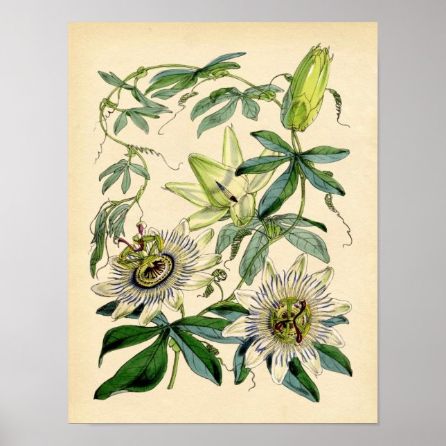 Botanisk utskrift - Passionsblomma (Passiflora) Poster (Framsidan)