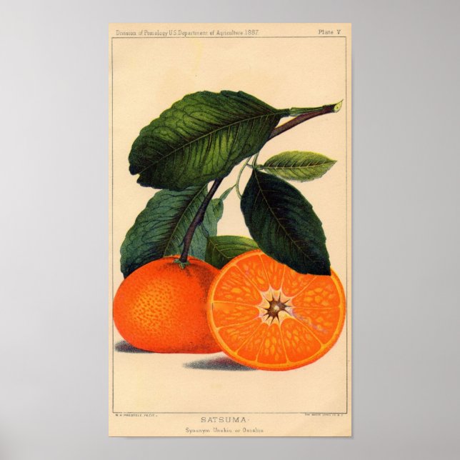 Botanisk utskrift - Satsuma Poster (Framsidan)