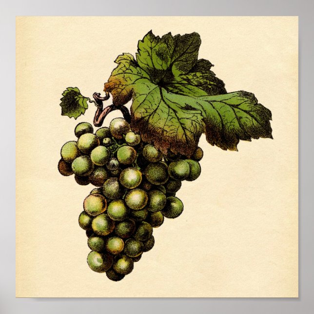 Botanisk utskrift - vit grafik poster (Framsidan)