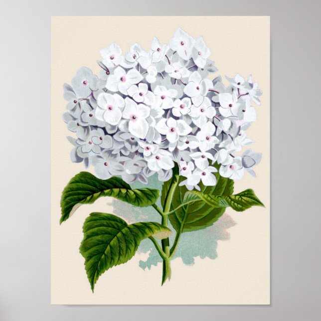 Botanisk utskrift - vit Hydrangea Poster (Framsidan)