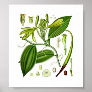 Botanisk vanilj poster