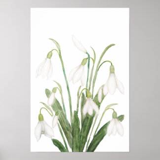 botanisk vattenfärgssmärttin för vit snödroppsblom poster