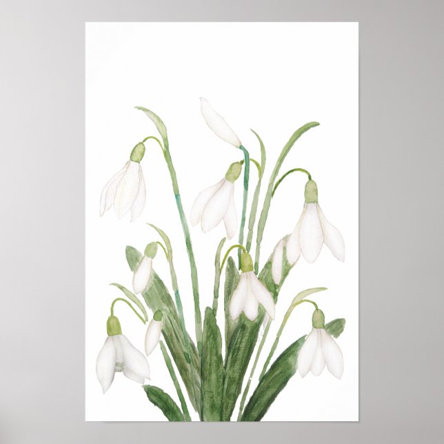 botanisk vattenfärgssmärttin för vit snödroppsblom poster (Framsidan)