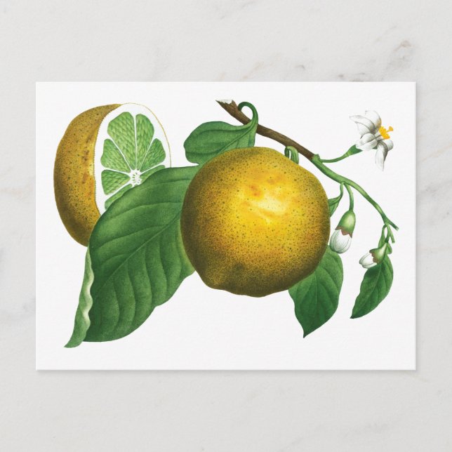 BOTANISK VINTAGE STIL LEMON GREN POSTCARD VYKORT (Framsida)