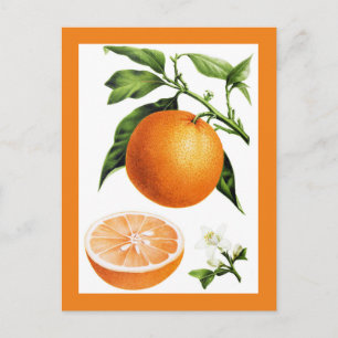Botanisk vintageillustration av apelsinfrukt vykort