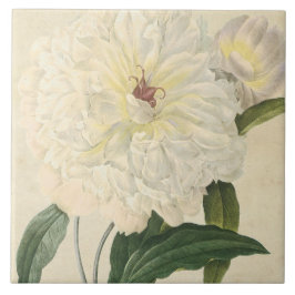 Botanisk vitpion för vintage kakelplatta