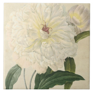 Botanisk vitpion för vintage kakelplatta