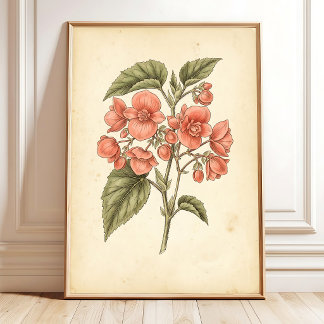 Botaniska Begonia Tryck - Canvas Konst