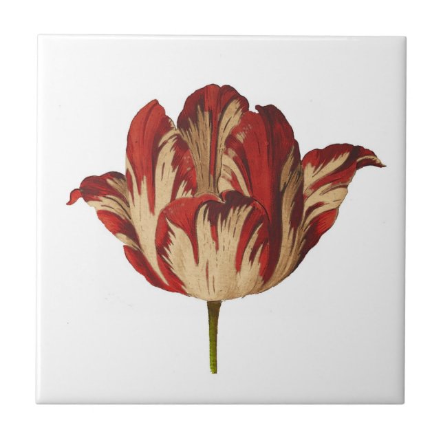 Botaniska belägger med tegel den keramiska kakelplatta (Framsidan)