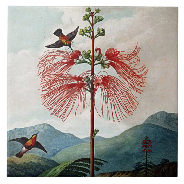 Botaniska blodkroppar Blommar Sensitive Plant Cera Kakelplatta (Framsidan)