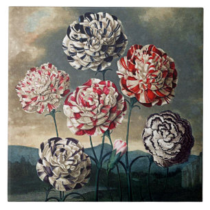 Botaniska blodkroppar, nejlikor, keramik kakelplatta