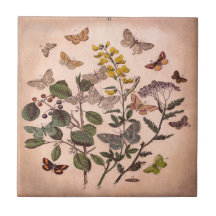 Botaniska blom- illustrationvildblommar för