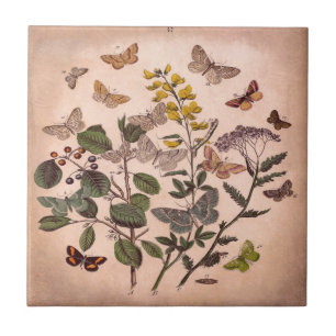 Botaniska blom- illustrationvildblommar för kakelplatta