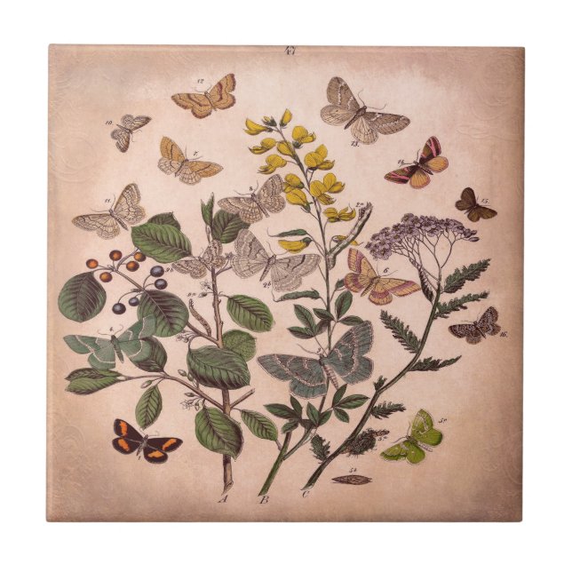 Botaniska blom- illustrationvildblommar för kakelplatta (Framsidan)