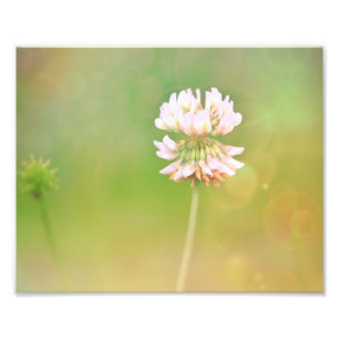Botaniska blomman klöver fototryck