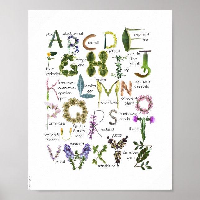 Botaniska blommor Alphabet Baby Nursery Poster - (Framsidan)