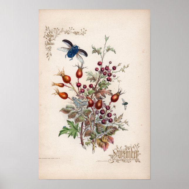Botaniska gravar, november poster (Framsidan)