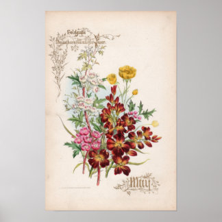 Botaniska gravingar, maj poster