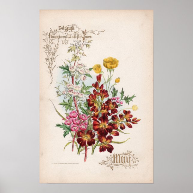 Botaniska gravingar, maj poster (Framsidan)