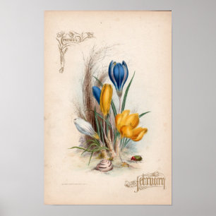 Botaniska gravyrer, Februari Poster