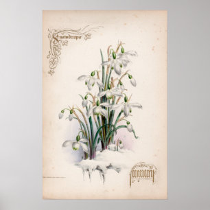 Botaniska gravyrer, Januari Poster